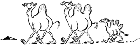 Three Funny Camels Coloring Page